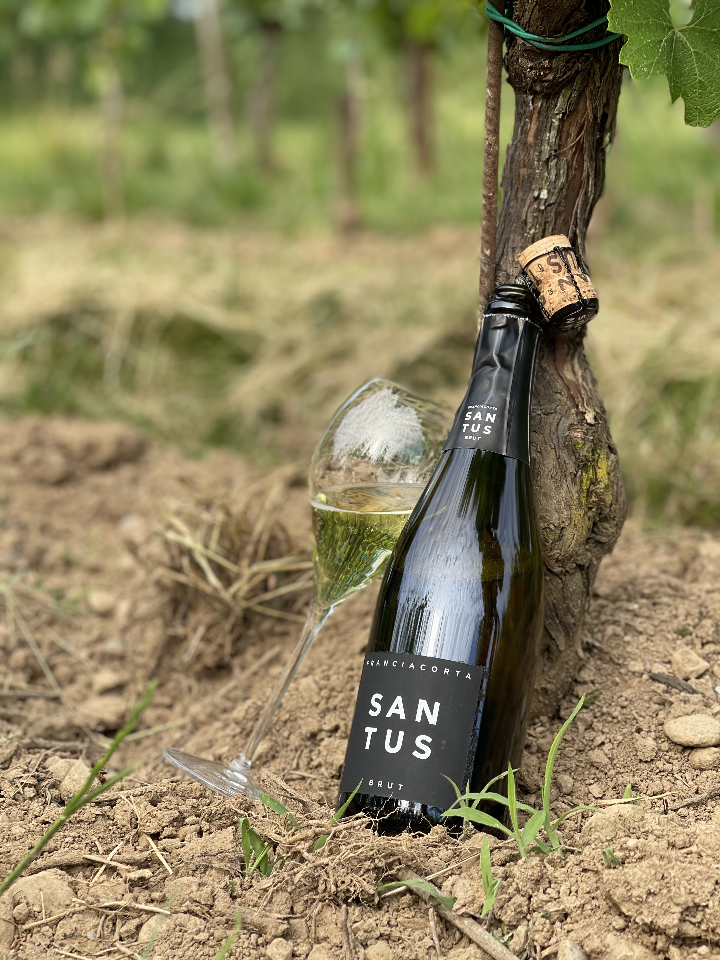 Franciacorta Brut