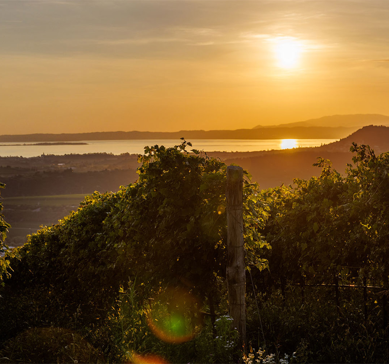 Tenuta Costalunga – Vigneti in Valpolicella