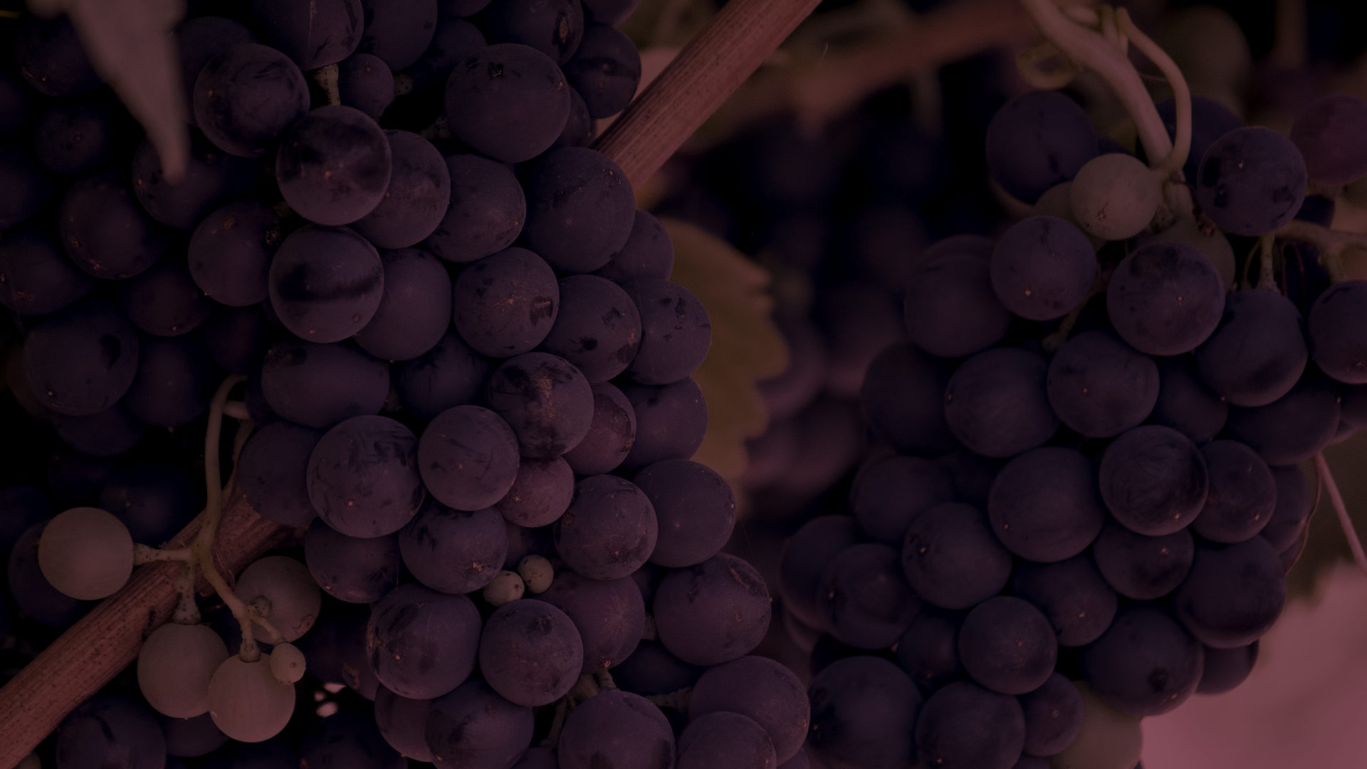 Barolo Docg 2017: medaglia d’argento da parte dell’IWSC