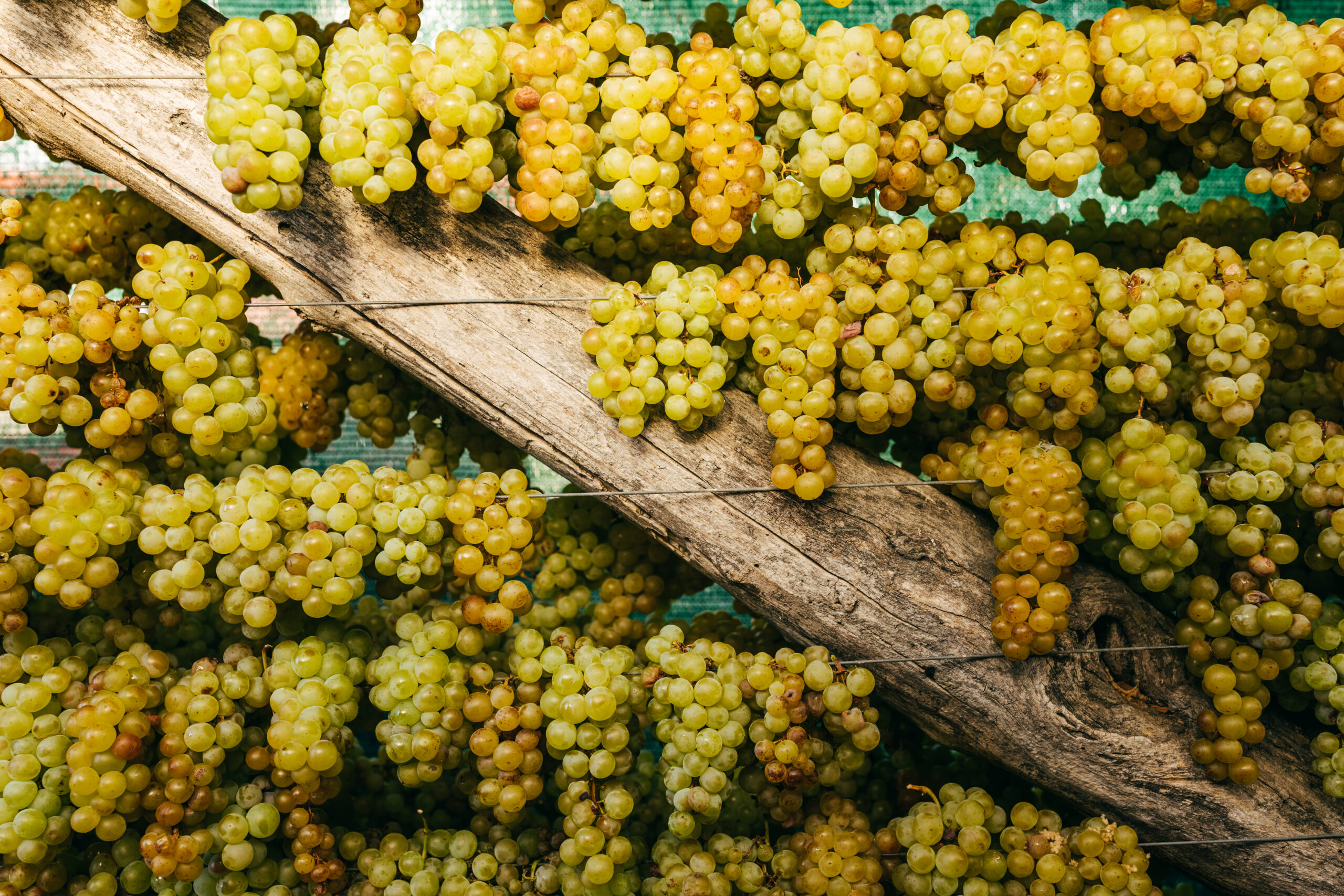 CHARDONNAY D.O.C.