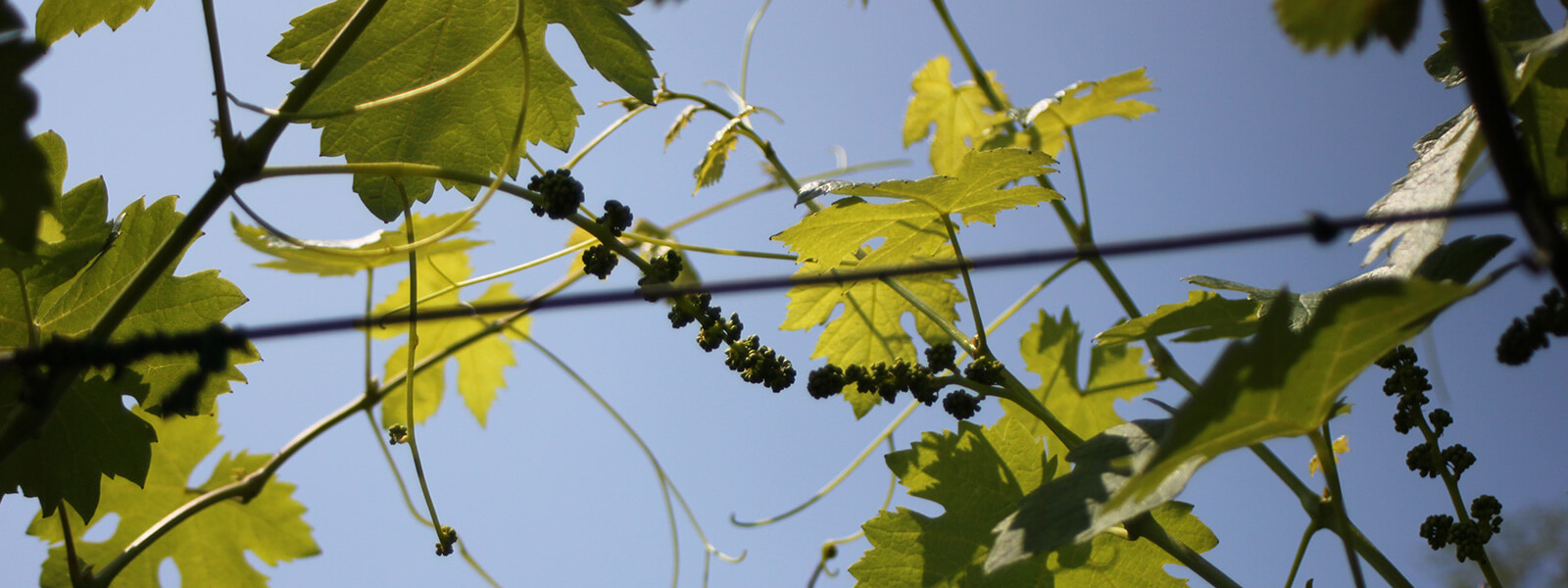 Vino Bianco Biologico Custoza