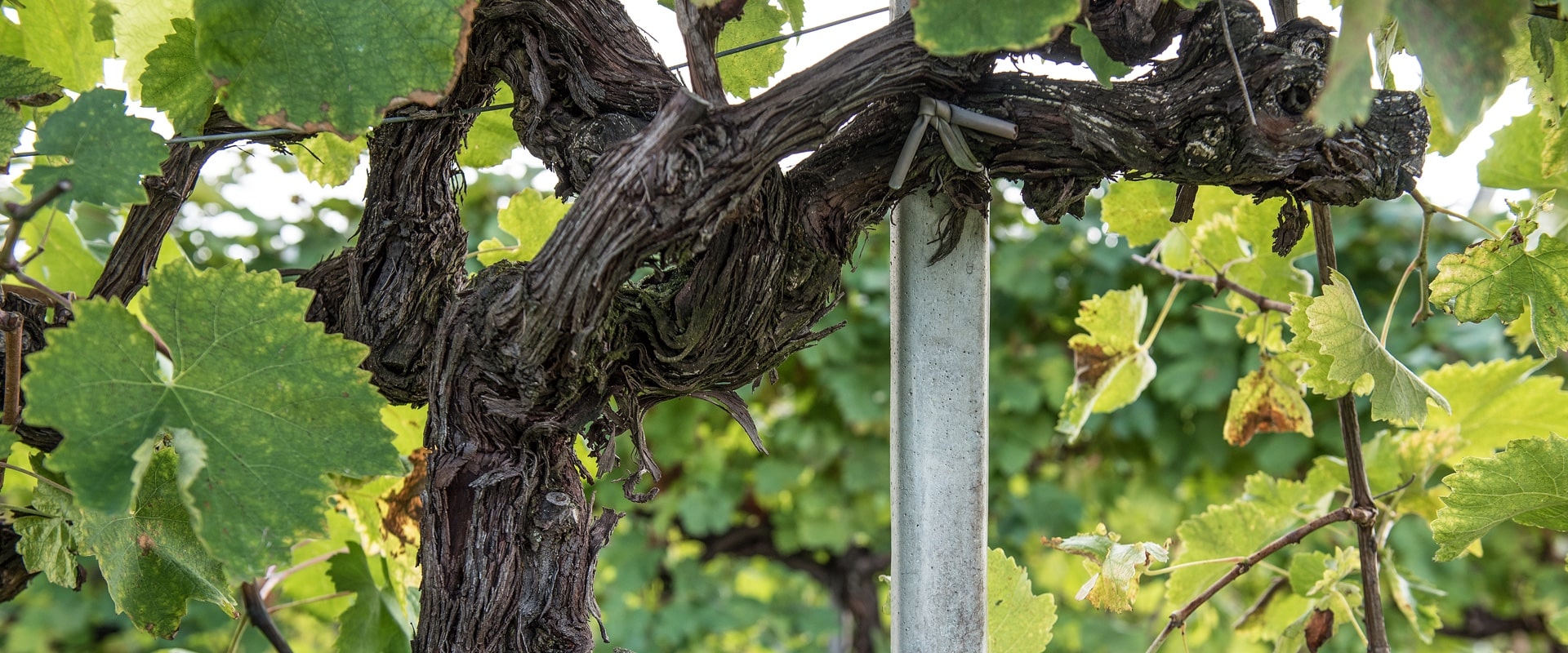 Valdobbiadene Prosecco Superiore DOCG Brut