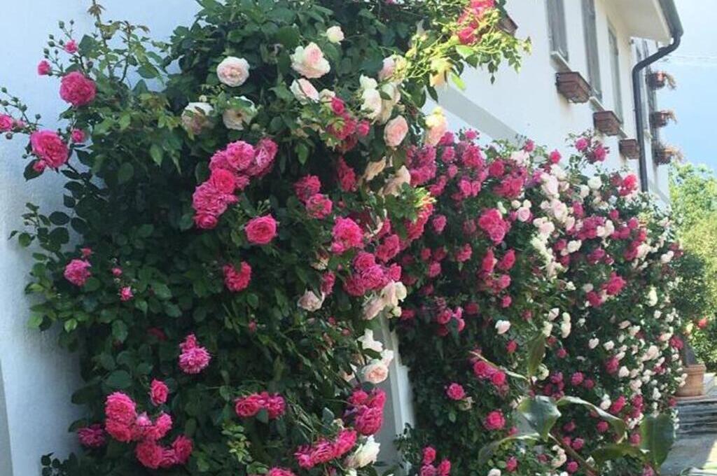 Maggio a, il mese delle rose