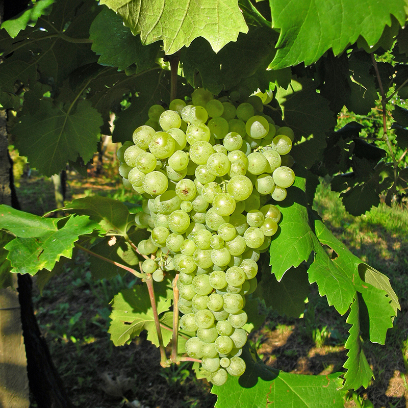 Valdobbiadene Prosecco Superiore DOCG Brut