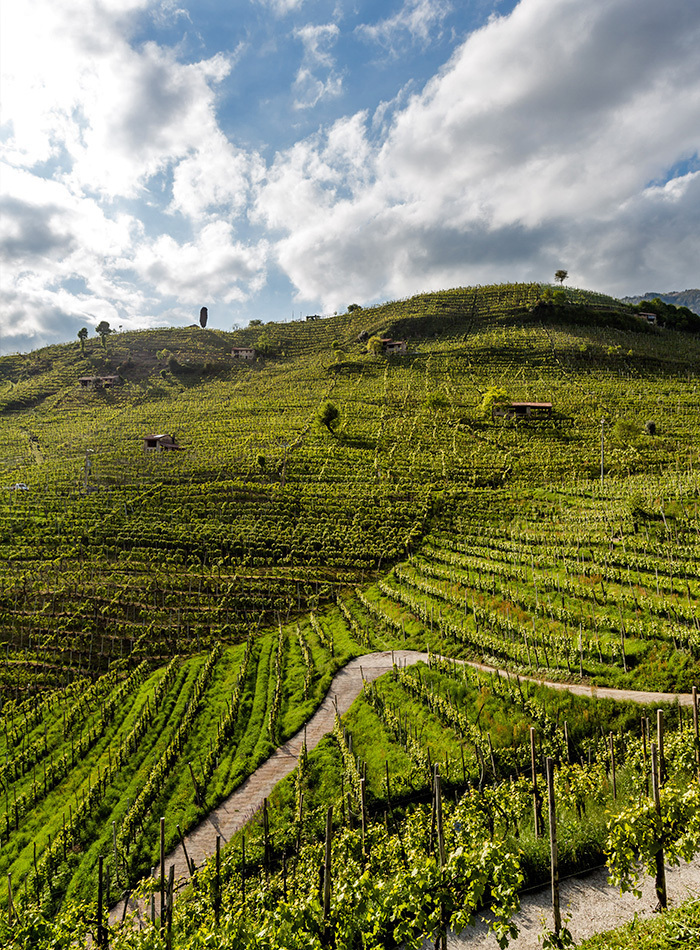 La prima webcam sulle colline eroiche del Prosecco Superiore