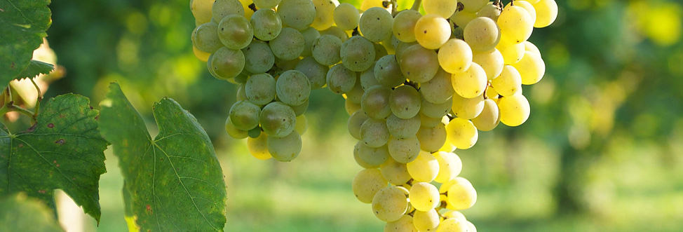 Valdobbiadene Prosecco Superiore DOCG Brut