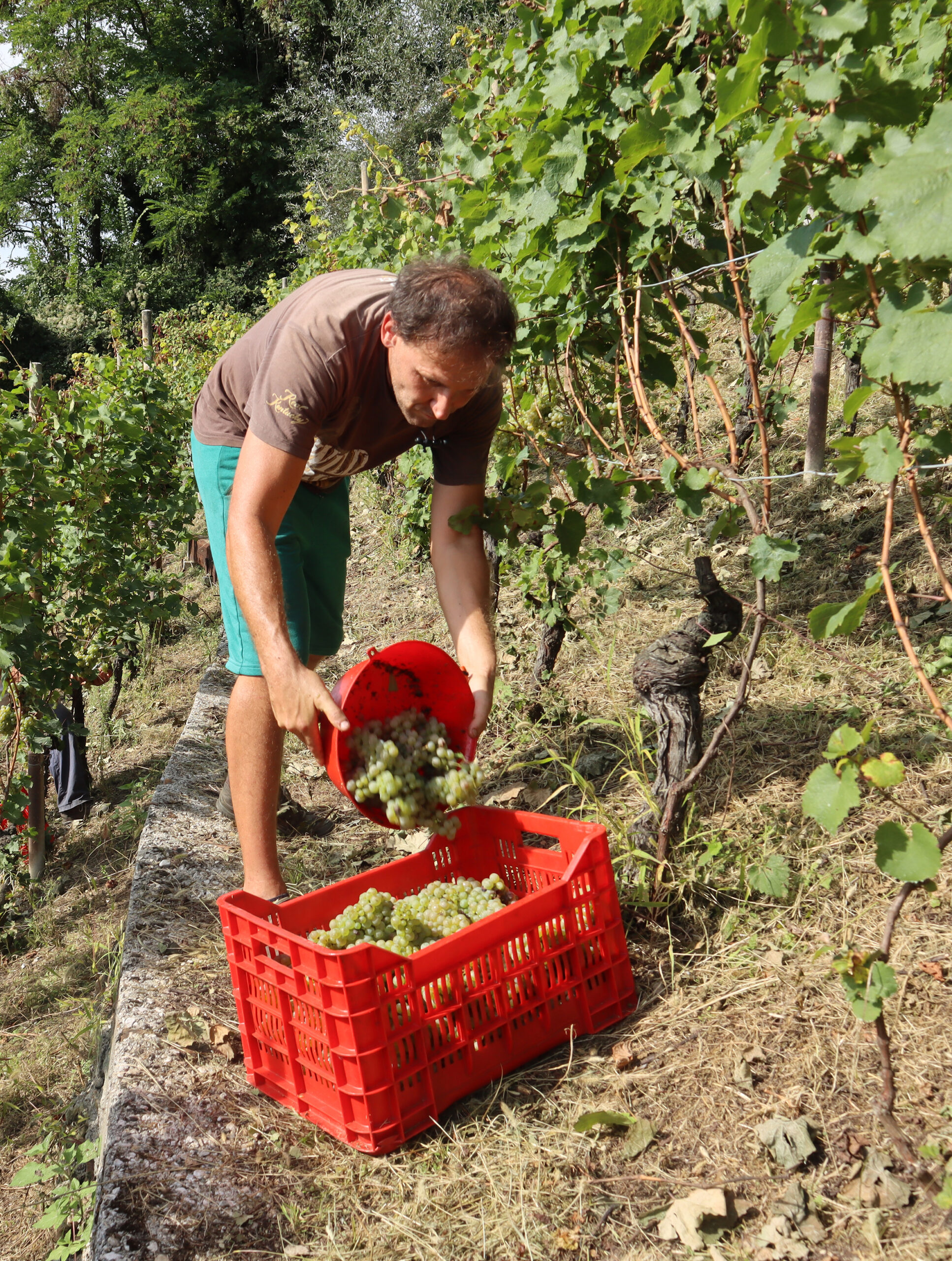il Riesling Renano