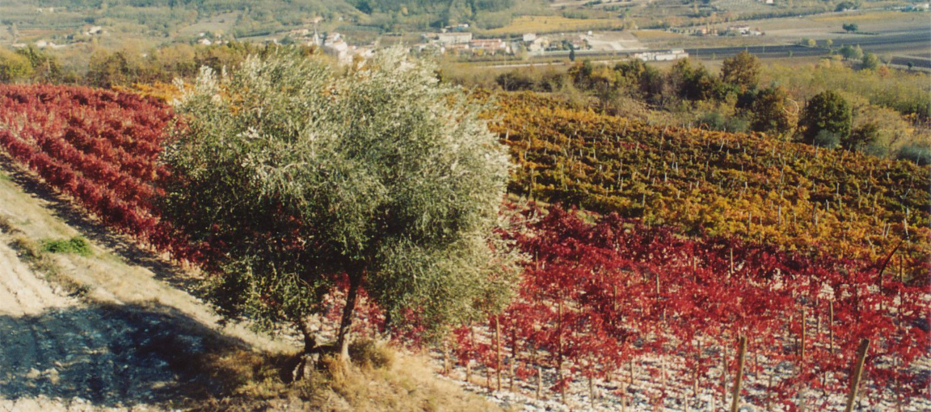 ca emo rosso veneto igt
