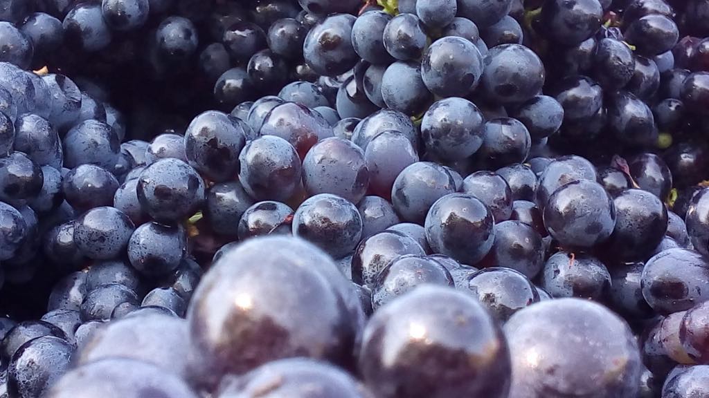 BARBERA PASSITO Piemonte D.O.C.