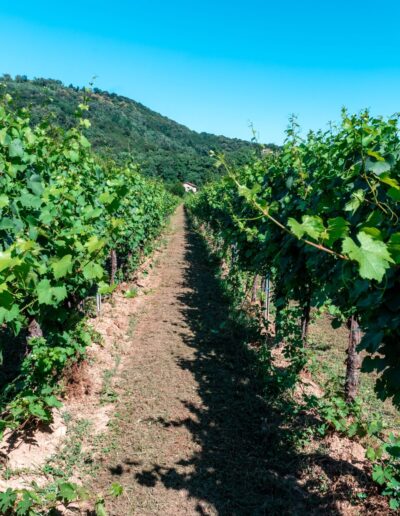 La Franciacorta