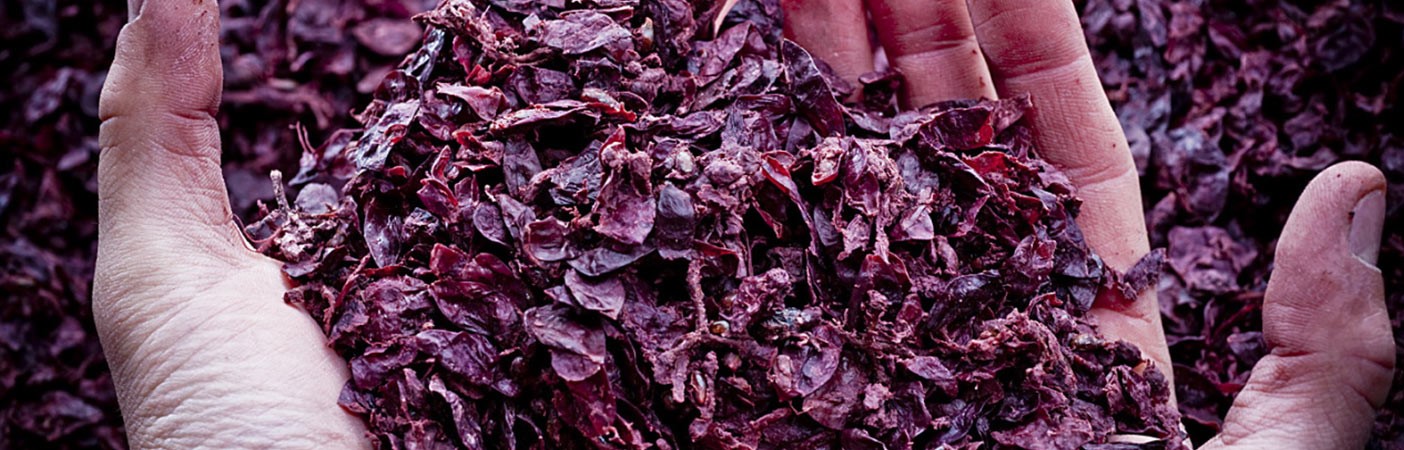 Dalle vinacce atte a produrre vino Brunello