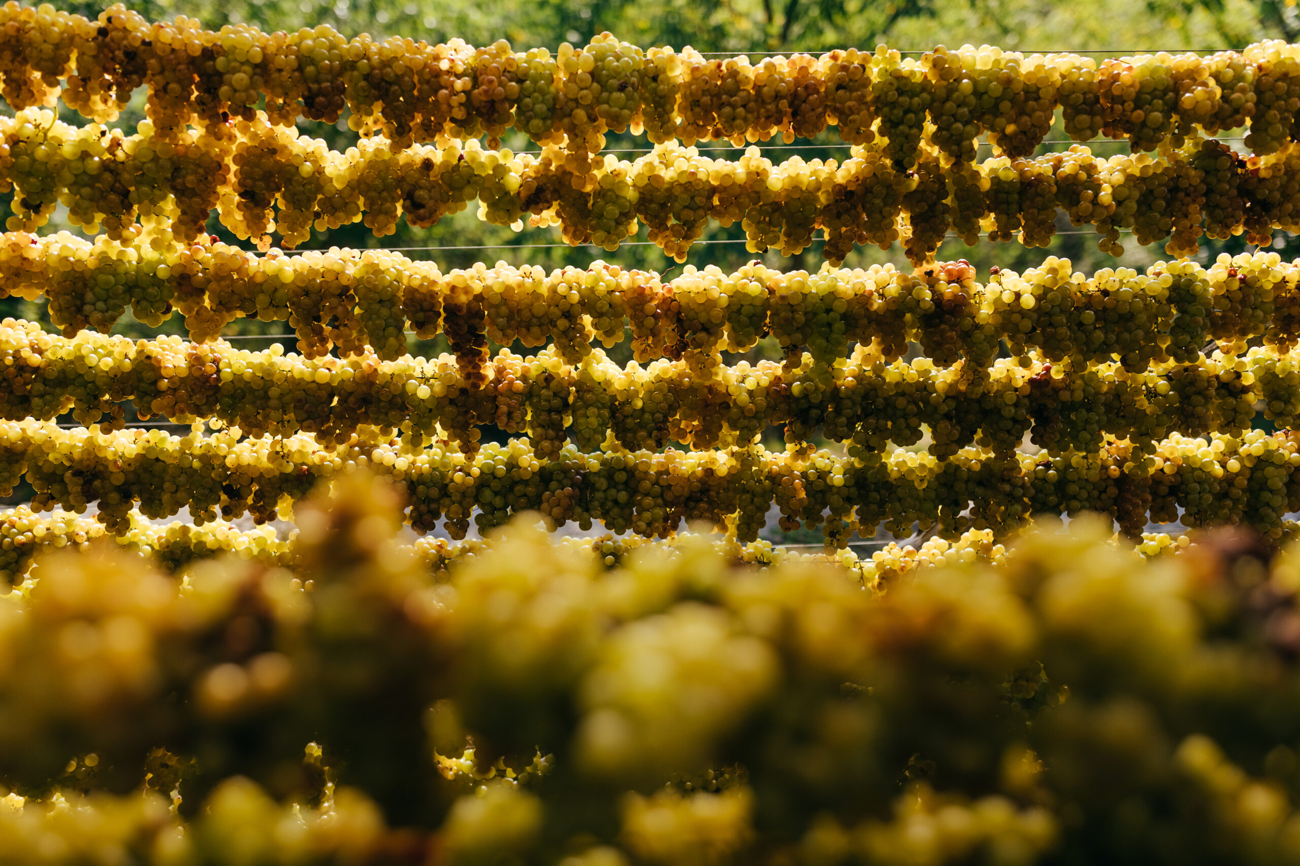 ALBAROSA Moscato Passito DOC